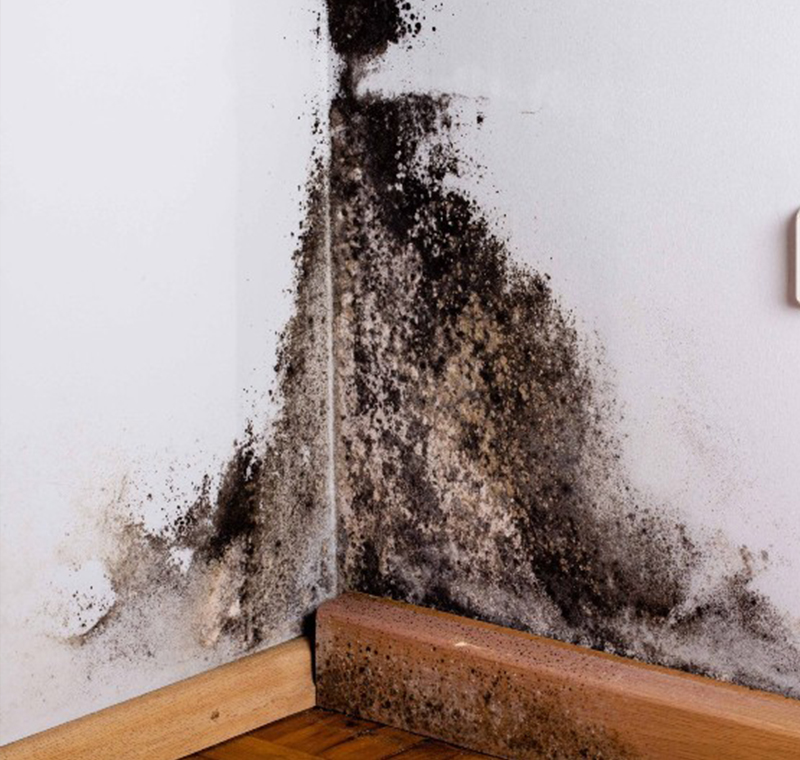 Knott's Property Restoration Service Mold Remediation - A photo of an interior home wall covered with black mold in Clarksville, TN.