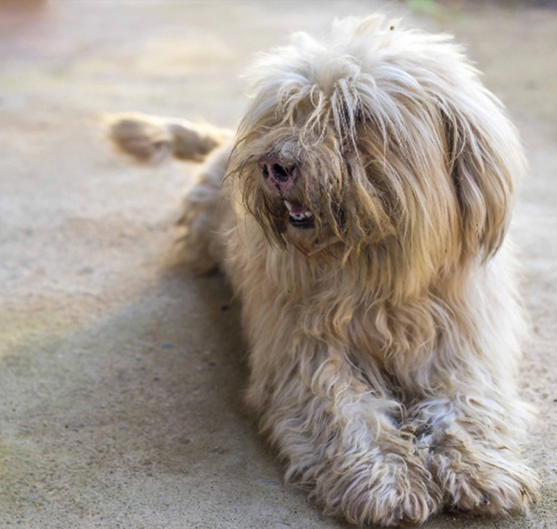 Knott's Property Restoration Service Mold Remediation - A photo of an interior home carpet covered in mud and dirt by family dog in Robertson area home